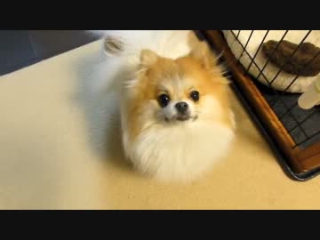 ぐりちぇる動画＊8＊今宵もかわゆいぐりちぇるです。