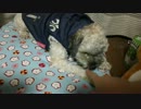 おやつを必死に守る犬