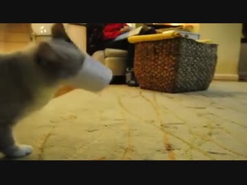 ヨーグルトのカップが口から離れなくなった猫