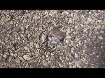 アメフクラさんのお食事シーン