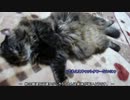 【リア獣】 いっかだんにゃん　【猫万歳】