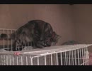 就寝（寝床までの道程）