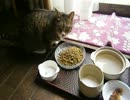 猫がご飯食べるだけの動画