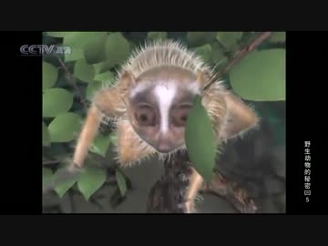 生態レイプ！ドキュメンタリーと化した淫夢くん