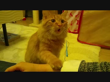 ねぇねぇ、遊んでよぅ～