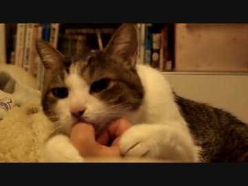 ネコが毎日わたしの指を求めてくるんです！＞＜