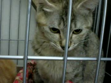 拾いねこ＠生後228/195日目　つきにょんの柄がどんどん変わってる気がする