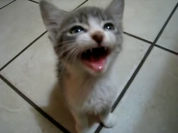 子猫が口を三角に開けて鳴くだけの動画(｡♥‿♥｡)