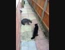2匹の猫が縄張り争いでただ呻（うめ）きあいをするだけの動画