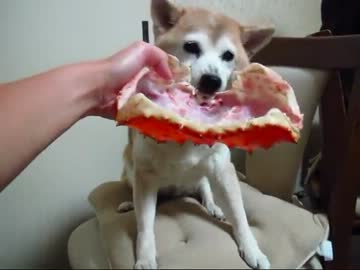 柴犬りょうカニを食らう(１３年２月２１日)