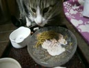 猫がご飯食べるだけの動画　Part.2