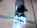 【猫】器用(？)に手で食べる猫その２