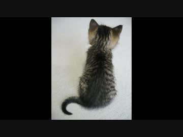 【アレンジ】ねこふんじゃった