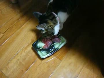 【ダッシュ！】誕生日にあげたマグロ食べて走って逃げる