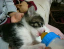 【子猫】ミルクごくごく飲んでます！耳もピコピコ！