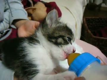 【子猫】ミルクごくごく飲んでます！耳もピコピコ！