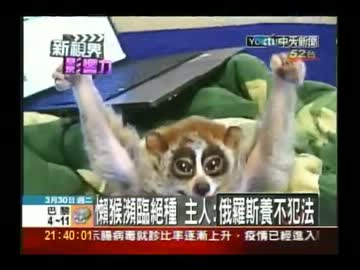 台湾のニュースに出た淫夢くん