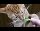 【にゃーち】猫に菜っ葉をあげたくなる動画【ウマソウ】