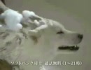 SoftBank -タダ友のワ-