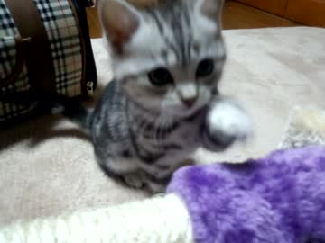 アメショの子猫が可愛いんだが