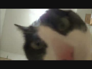 猫のご飯シーンを近くで撮ろうとした結果こうなったｗ