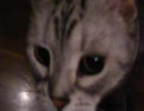 ぬこ