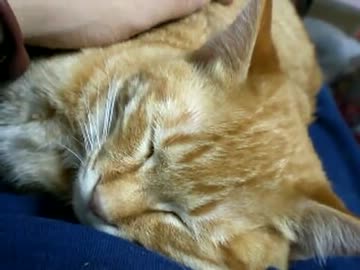 拾いねこ＠生後230/197日目part2　膝で寝てくれたアコが可愛くて
