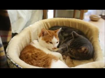 ツンギレのうちの猫が自分の名前を全く覚えてなかったことが判明