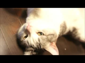 ツンギレのうちの猫に見る正しい猫のマッサージ方法