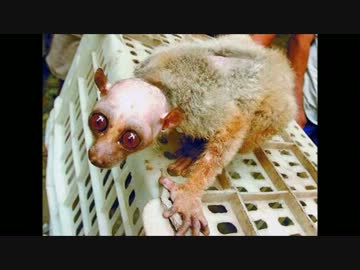 中国で見つかったハゲ淫夢くん