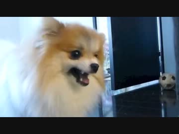 ぐりちぇる動画＊10＊食べないでー!!と自分のおやつじゃないのに叫ぶポメ