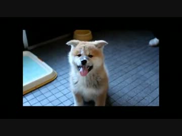 【秋田犬】ちっちゃなかのこ