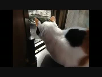 猫にはわからないWindowsプログラミング　その２