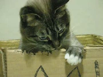 ジャンくんの新たなお気に入りのダンボール