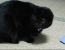手で拾ってすぐ食べる狂気のぬっこぬこ