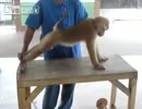 筋トレを強要されるお猿さん