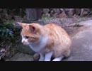 山に住む猫たちと戯れてきた その③