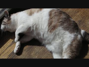 日向ボッコねこ（デジカメテスト）