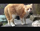 山に住む猫たちと戯れてきた その④