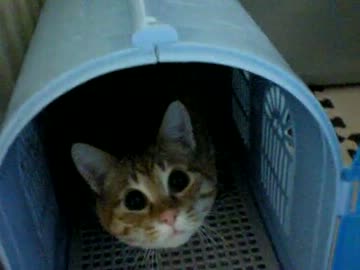 拾いねこ＠生後232/199日目　上目遣いのアコの破壊力は異常！