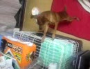 取れそうで取れない【犬編】