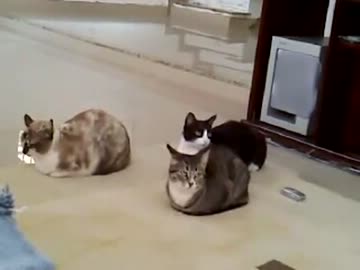 名前を呼ばれると順に呼応する猫達