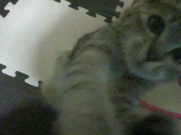 拾いねこ＠生後233/200日目　つきにょん生誕200日記念～～。