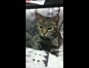 不機嫌なもみもみ