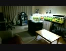 30cm水槽を立ち上げてみた　Part4