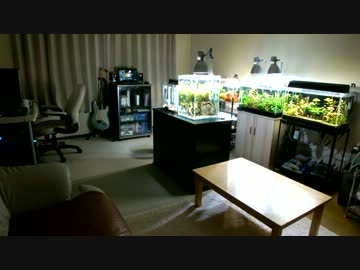 30cm水槽を立ち上げてみた　Part4