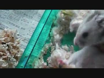掃除の時ハムスターを起こす動画