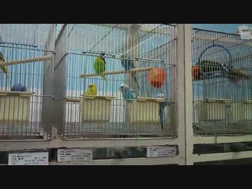 インコの共同作業