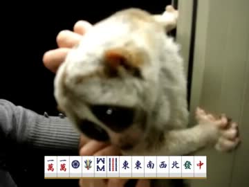 役満を上がる淫夢くん.-saki-