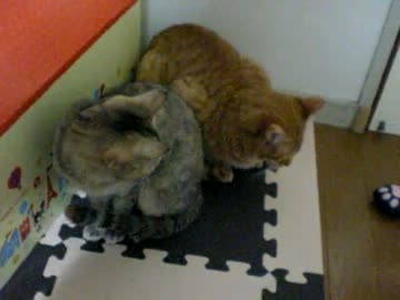 拾いねこ＠生後234/201日目　あっという間に2月も終わりますね